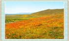 【季节轮回】重访加州罂粟花保护区