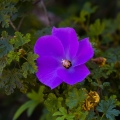 华贵的紫葵