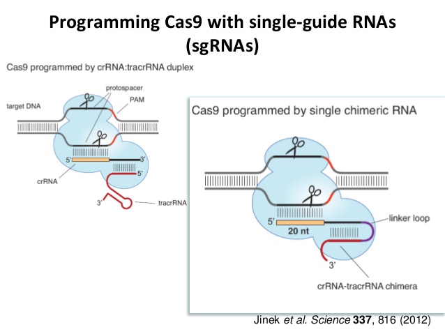 rewriting-genomes-discoveries-to-applications-jennifer-doudna-13-638.jpg